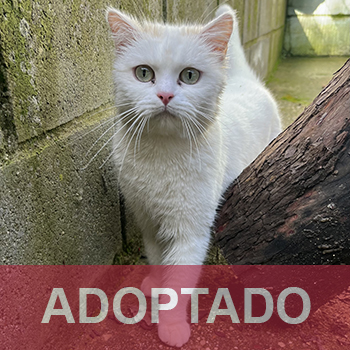 destacada Nube - Gato Jaulón - N Registro 625 (1) copia