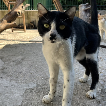 destacada Oreo - Gato macho - Patio - Nº Registro 54-26 (1)