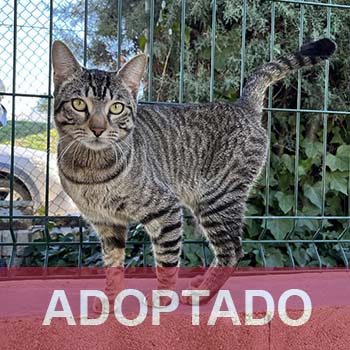 adoptado destacado Puscas - Gato Jaulón - N Registro 236-24