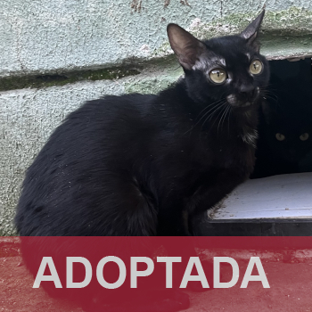 adoptada destacada PUSKA 227-25-1