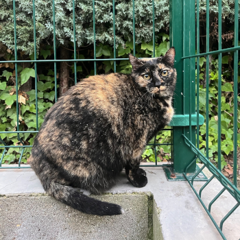 destacada RASKI 231-25-3