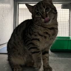 destacada RASLI 216-25-1