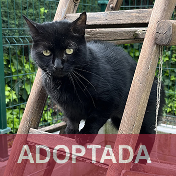 ADOPTADA Shadow - Gata Jaulón - N Registro 45-25 (1) copia 2