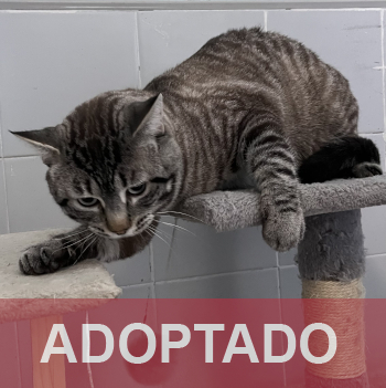 adoptado destacada Truco - Gato macho - Patio - Nº Registro 5226 (2)