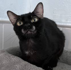 destacada TULA 229-25-1