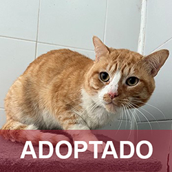 Gato GD Reg 12-25 Adoptado