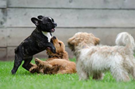perros cachorros destacada