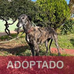 adoptada CHULA - Perro Jaula 1 Nº Registro 227-24