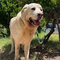 destacada CHUM - Perro Jaula-28 Nº Registro 7125 (1) copia