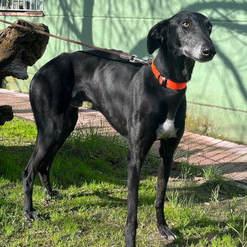 destacada Grillo - Perro Jaula 3 Nº Registro 1426 (1)