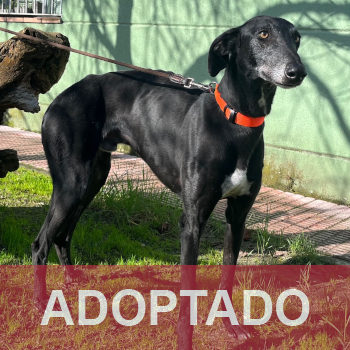 adoptado destacada Grillo - Perro Jaula 3 Nº Registro 1426 (1)