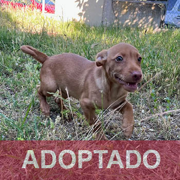 Hippo - Perro Jaula 1 Nº Registro 86-25 adoptado
