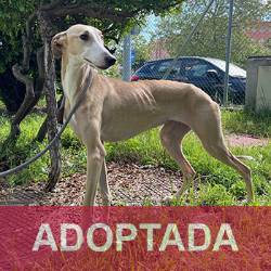 ADOPTADA LINDA - Perro Jaula 3 N Registro 17-25 (4) copia 2