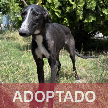 adoptado destacada Lucero - Perro Jaula 3 - N Registro 47-26 (4)