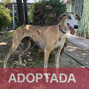 adaptada destacada LUNA- Perro Jaula 25 Nº Registro 12325 (1) copia 2