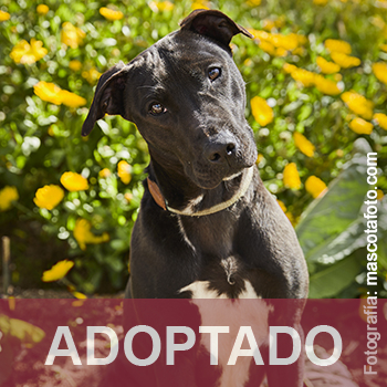 adoptado Maffin Reg. 72-24