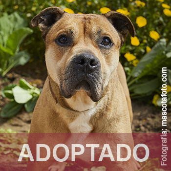 ADOPTADO Mosto Reg. 10-20