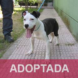 ADOPTADA Nala - Perro Jaula 26 N Registro 3525 (1) copia 2