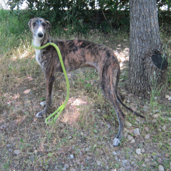 destacada Nano - Perro Jaula 5 - N Registro 4826 (1)