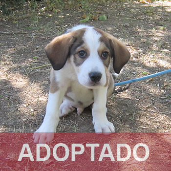 ADOPTADO destacada Pin - Perro Jaula 2 N Registro 184-25 (1) copia