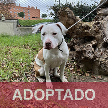 Rio - Perro Jaula 17 N Registro 55-23 peq copia