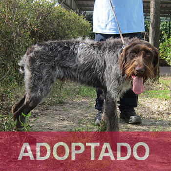 adoptado TOM - Perro Jaula 18 N Registro 26-25 (2) copia 2