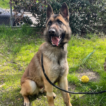 destacada Win - Perro Jaula 5 Nº Registro 2226 (1)