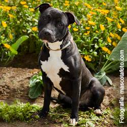 Zar - Perro Jaula Reg. 5-25