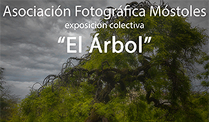 destacada Museo Ciudad - Exposición El Arbol