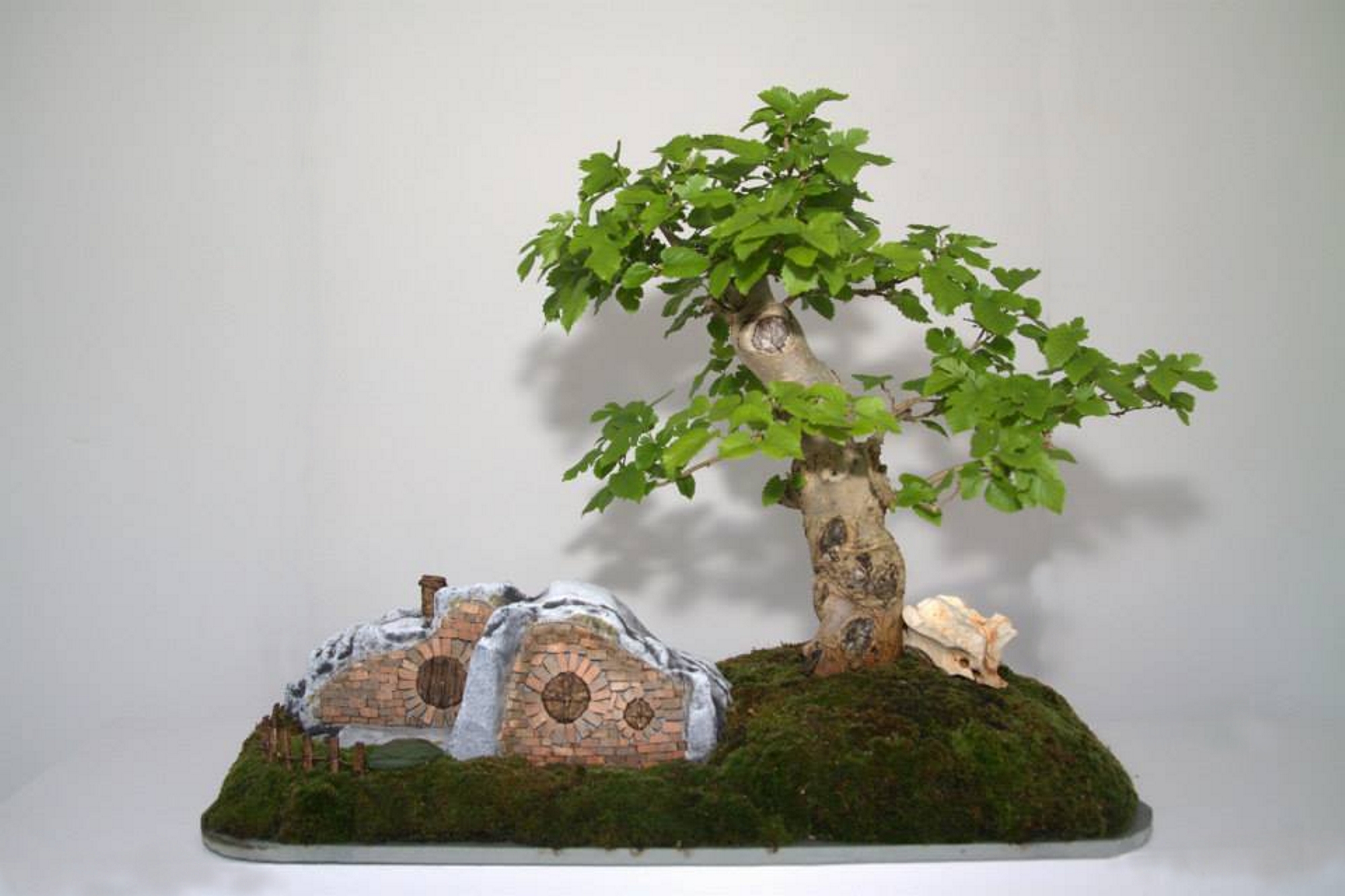 Exposición permanente de Bonsáis