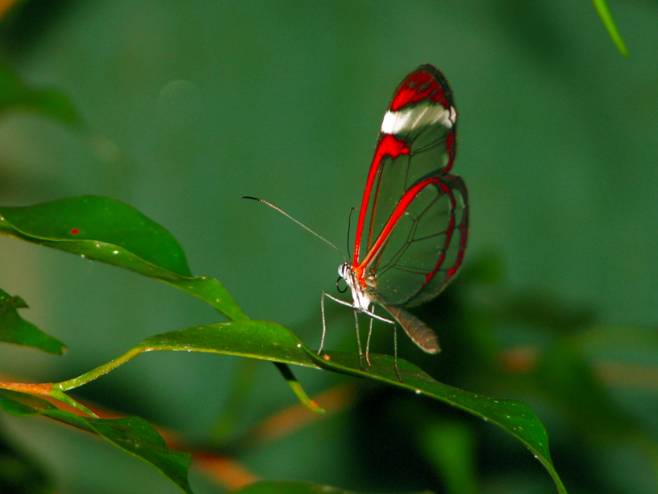 Premio Especial del Jurado-- Mariposa alas transparentes