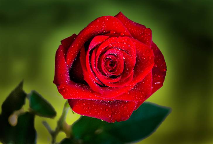 1º Premio Flora--LAGRIMAS DE ROSA