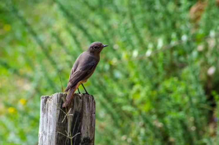 2º Premio Fauna---Posando