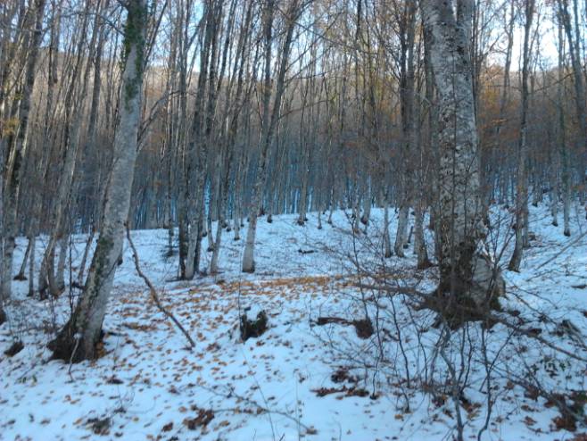 Jornadas de senderismo en la Selva de Irati