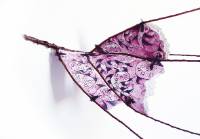 ESTA MAÑANA FLORECIERON LOS TARAYS - Genaro Bastardo