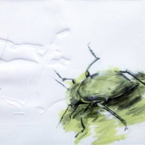 FOTO ESCARABAJO_EXPO JULIA GALLEGO