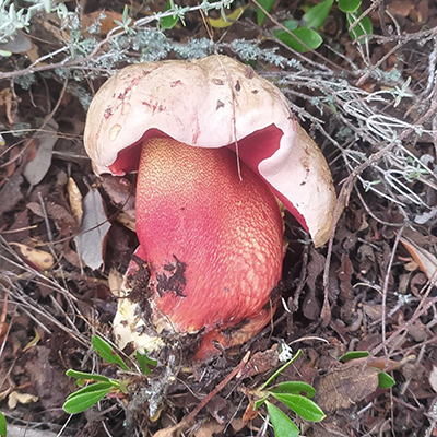 Te puede interesar XXXI JORNADAS micológicas copia