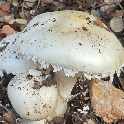 agenda CARTEL XXXII JORNADAS MICOLOGICAS 2025