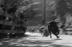 1º Premio Móstoles en Fiestas 2017