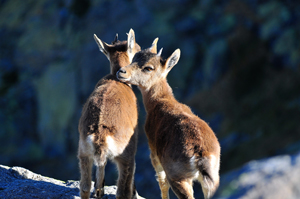 Ternura en la montaña- Alberto Hurtado
