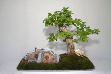 FOTO EXPOSICIÓN BONSÁIS MUSEO DE LA CIUDAD