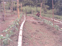 Producción de Chile dulce