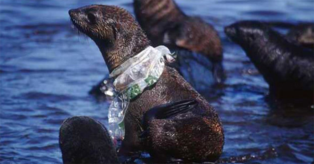 campaña sin plasticos 6