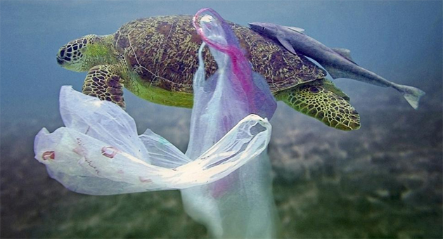 campaña sin plasticos 8