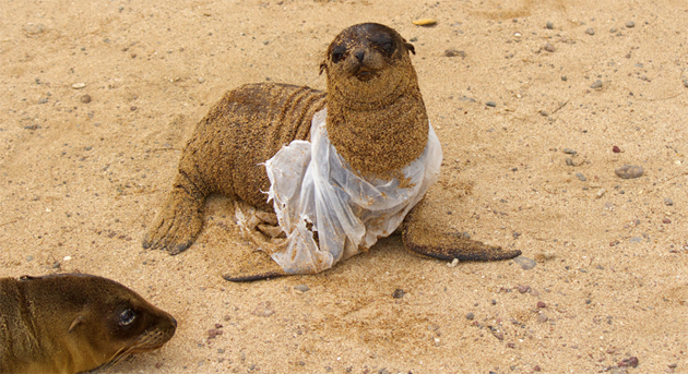 campaña sin plasticos 9