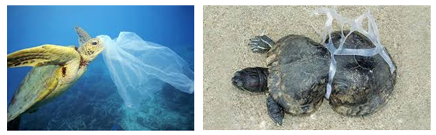 campaña sin plasticos 10