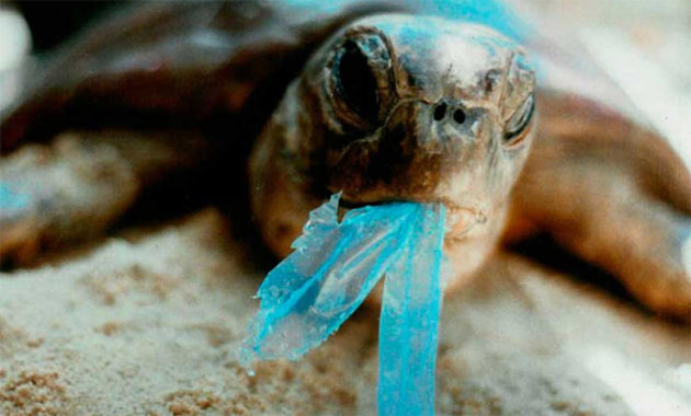 campaña sin plasticos 12