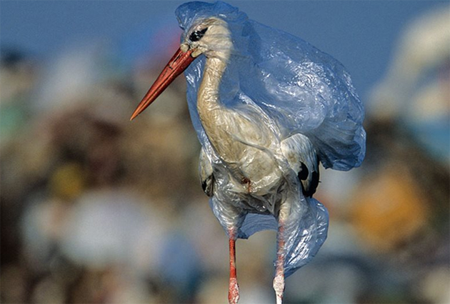 campaña sin plasticos 15