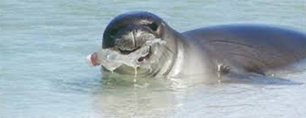 campaña sin plasticos 22