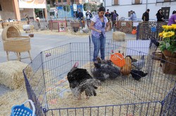 Granja animales Pza. España 2